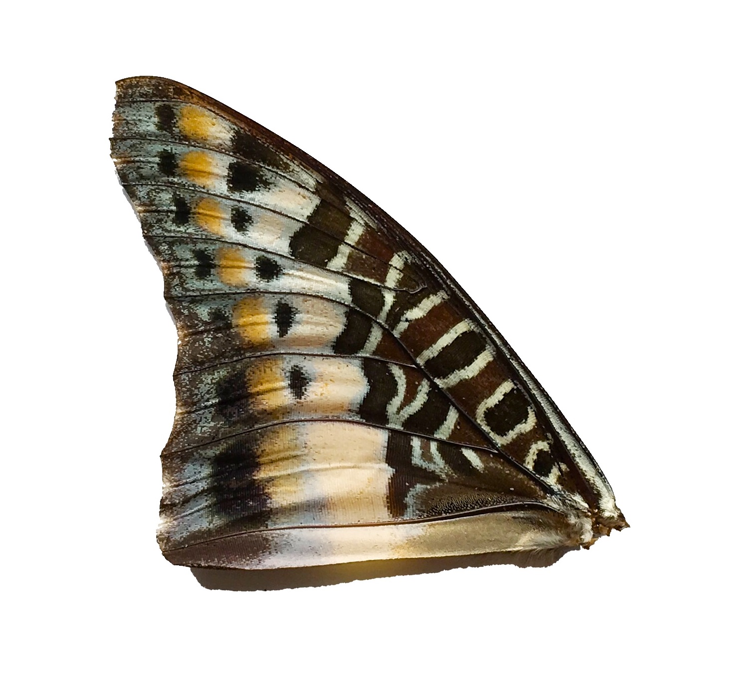 CHARAXES SP FRONT WING